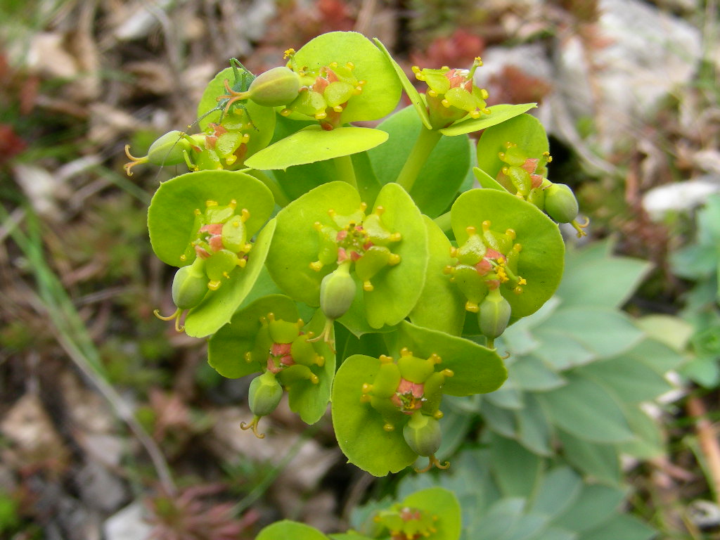 Euphorbia myrsinites / Euforbia mirsinite